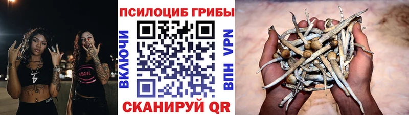Галлюциногенные грибы Psilocybe  Берёзовка 